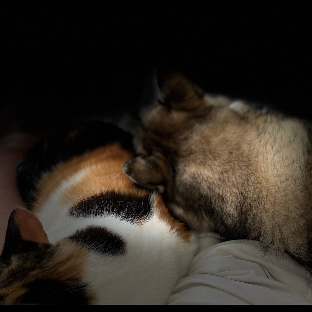 Sorry we are so furry!